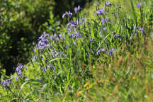 Iris versicolor