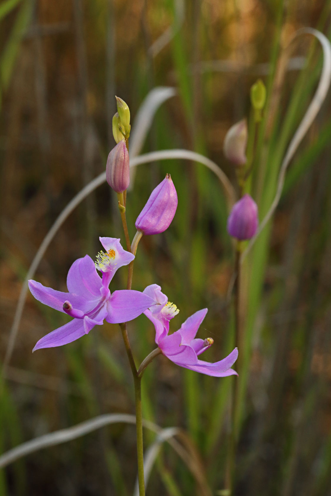 Common Grass Pink