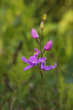 Calopogon tuberosus