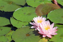 South Jersey Natural Areas