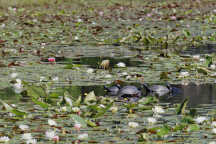 Redbelly Turtle