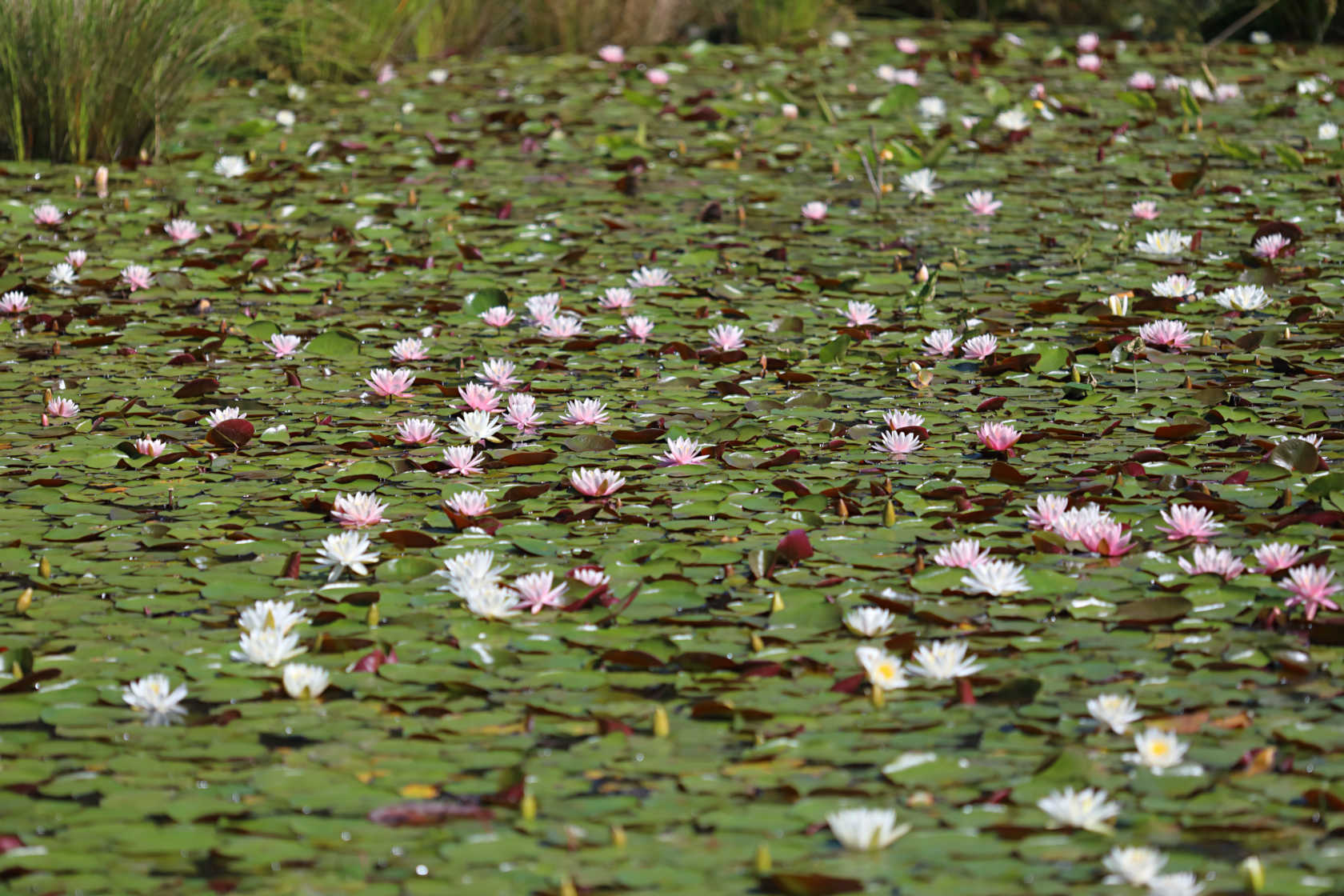 Common Water Lily