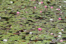 Nymphaea odorata