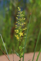 Lysimachia terrestris