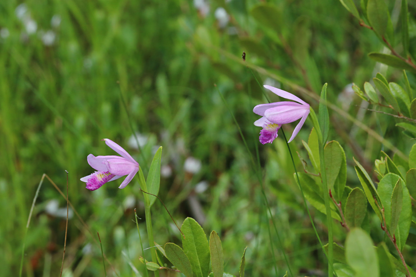 Rose Pogonia