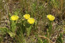 Opuntia humifusa
