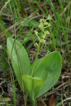Liparis loeselii