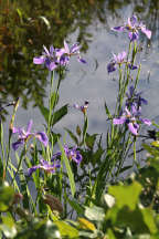 Iris versicolor