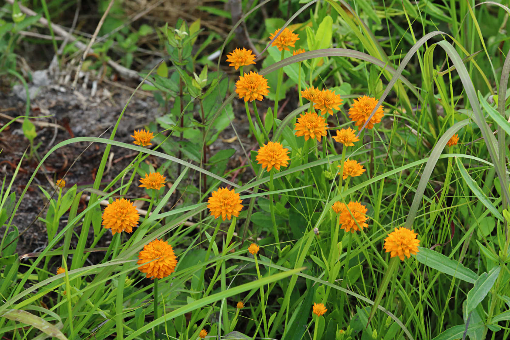 Orange Milkwort