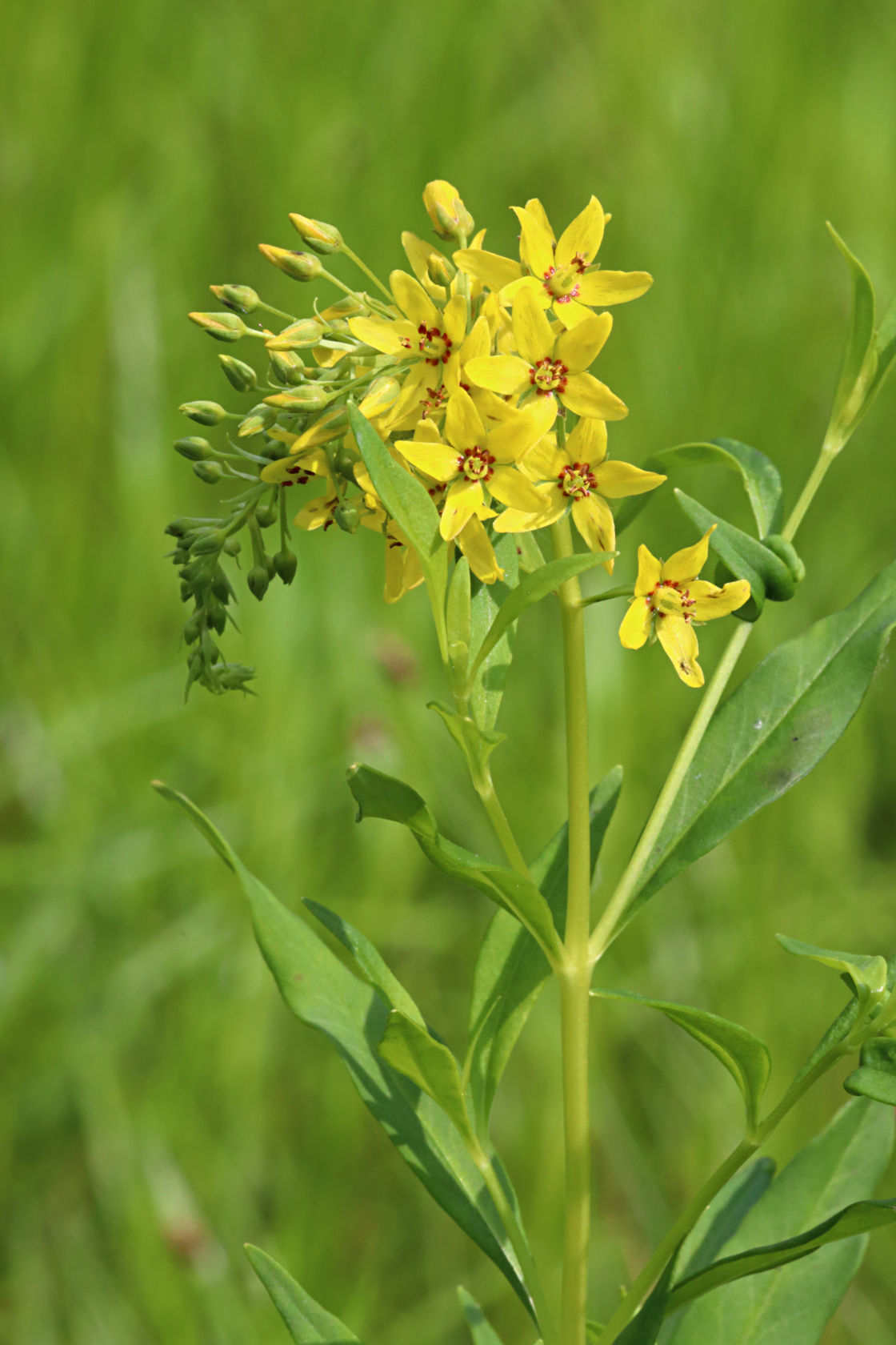Bulbil Loosestrife