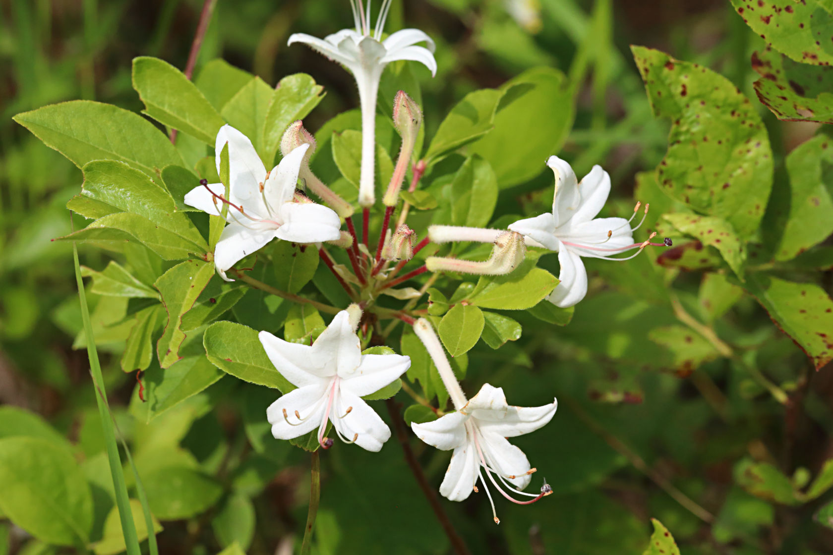 Swamp Azalea