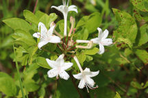 Rhododendron viscosum