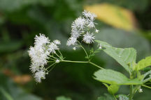 Thalictrum pubescens