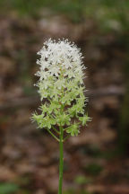 South Jersey Natural Areas