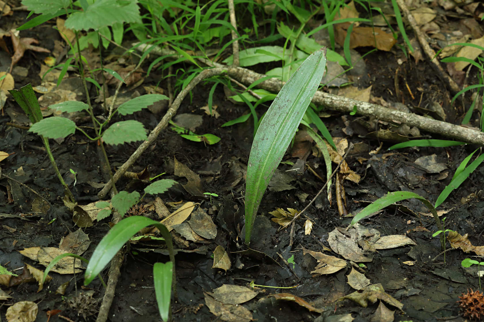 Southern Tubercled Orchid