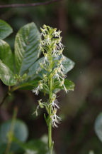 Platanthera lacera