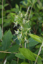 Platanthera lacera