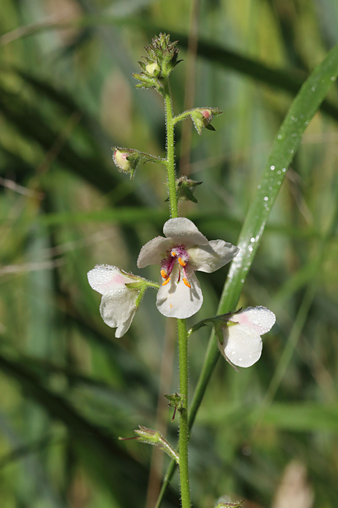 Moth Mullein