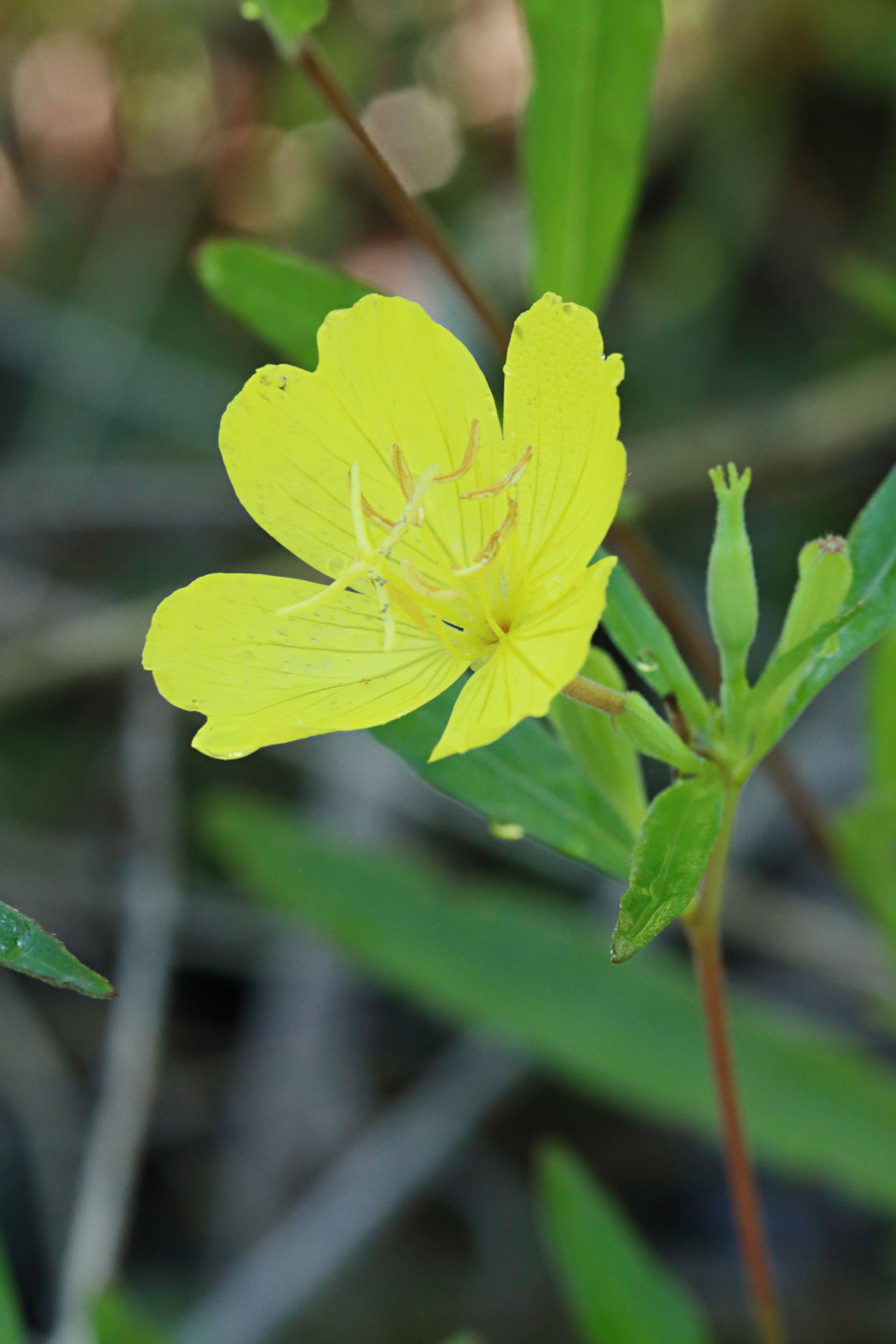 Midwestern Sundrops