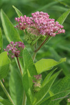 Asclepias quadrifolia