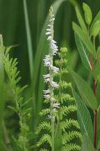 Spiranthes vernalis