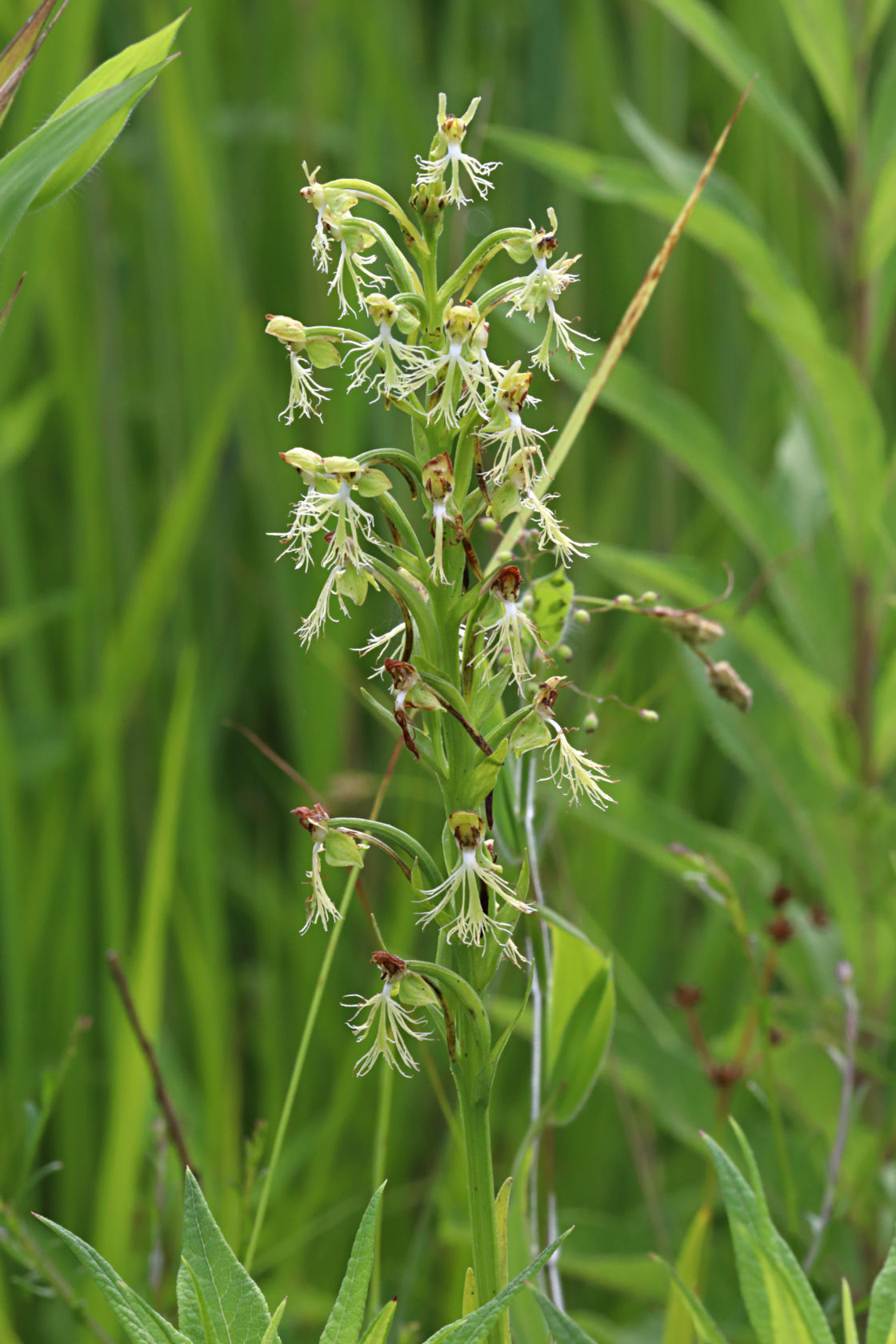 Green Fringed Orchid