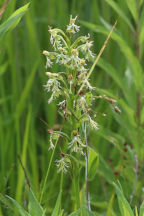 Platanthera lacera