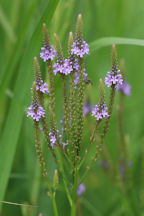 Verbena hastata