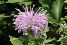 Monarda fistulosa