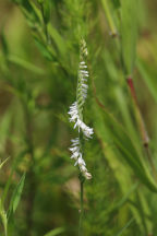 Spiranthes vernalis