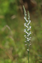 Spiranthes vernalis