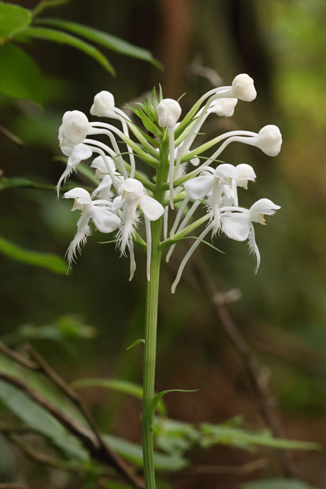 Northern White Fringed Orchid
