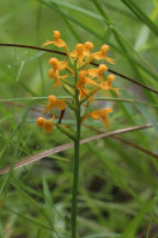 Platanthera cristata