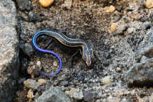 Five-Lined Skink