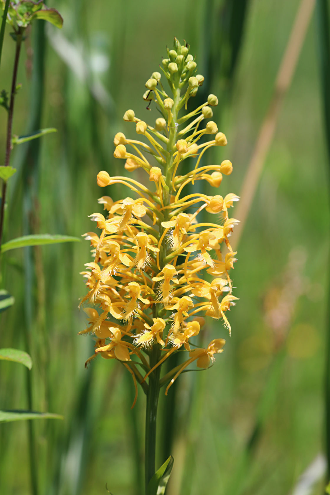 Bicolor Hybrid Fringed Orchid