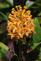 Orange Fringed Orchid