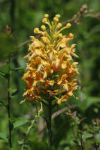 Platanthera bicolor