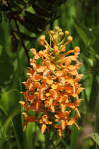 Platanthera ciliaris