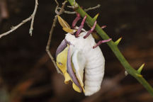 Luna Moth