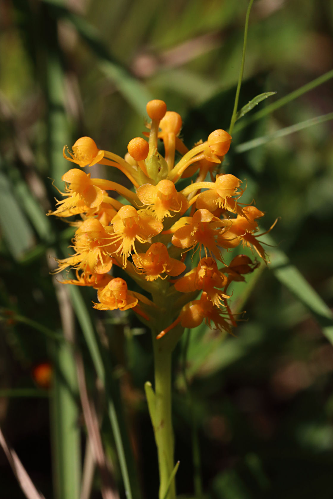 Orange Crested Orchid