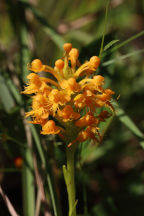 Orange Crested Orchid