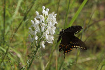 Platanthera blephariglottis