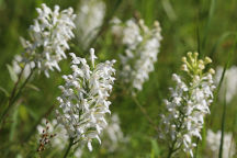 Northern White Fringed Orchid