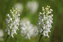 Platanthera blephariglottis