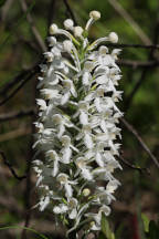 Platanthera blephariglottis