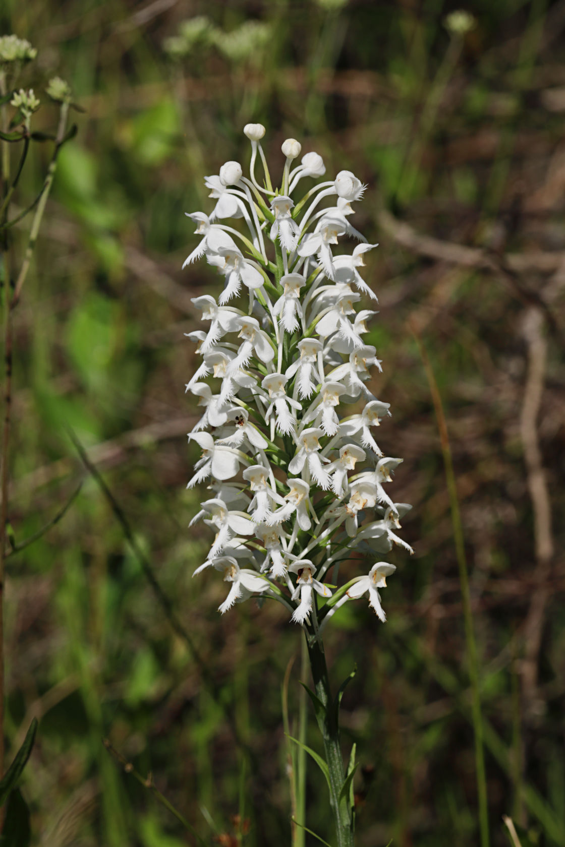 Northern White Fringed Orchid