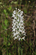 Platanthera blephariglottis