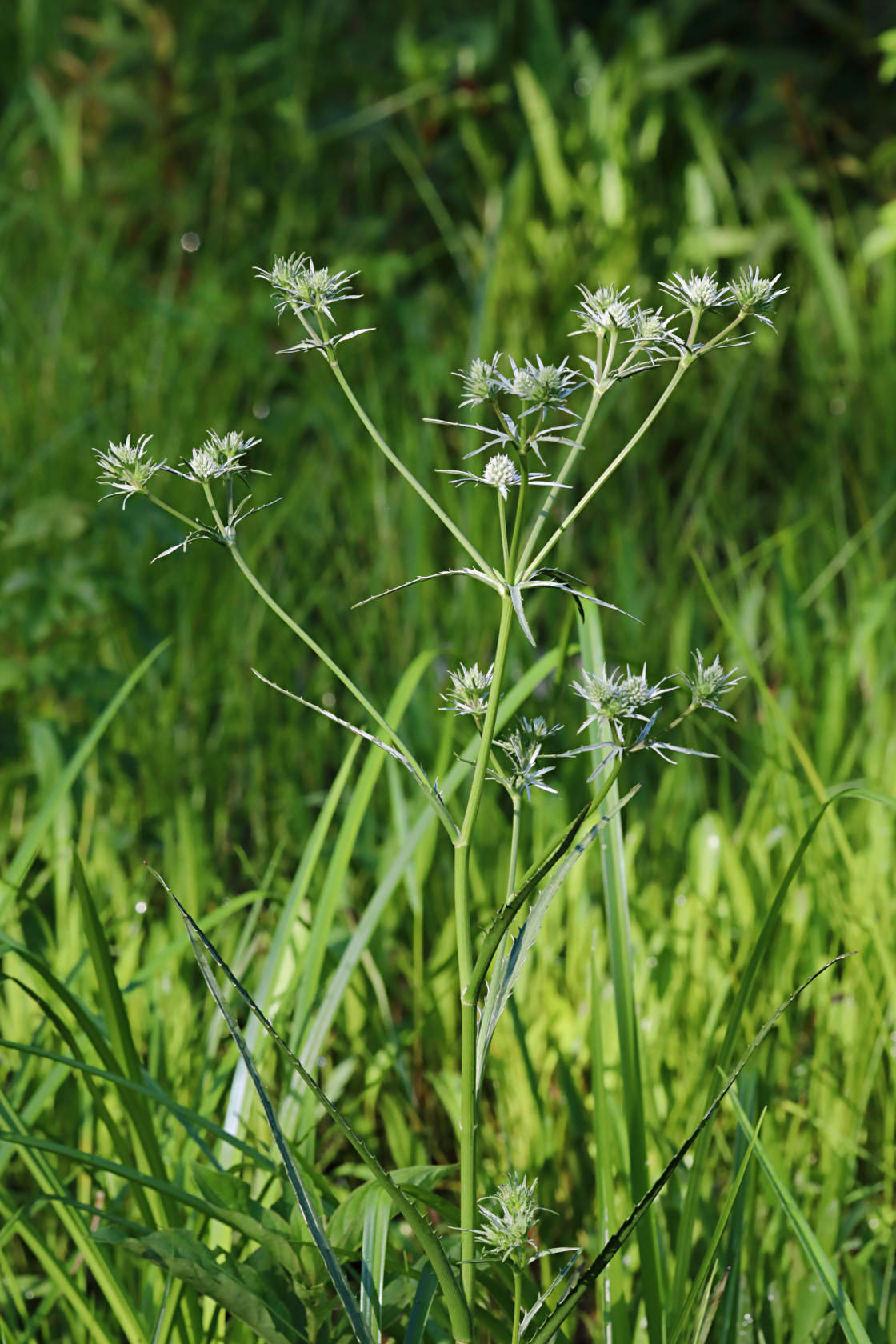 Marsh Rattlesnake Master