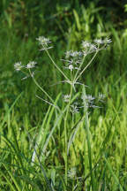 Eryngium aquaticum var. aquaticum