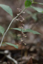 Tipularia discolor